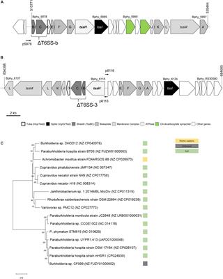 Differential Expression of Paraburkholderia phymatum Type VI Secretion Systems (T6SS) Suggests a Role of T6SS-b in Early Symbiotic Interaction